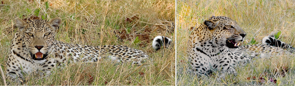 Leopard
