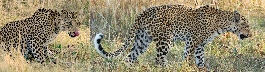 Leopard