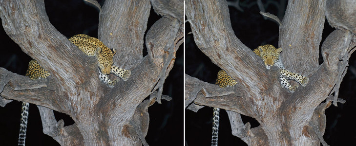 Leopard Sleeping