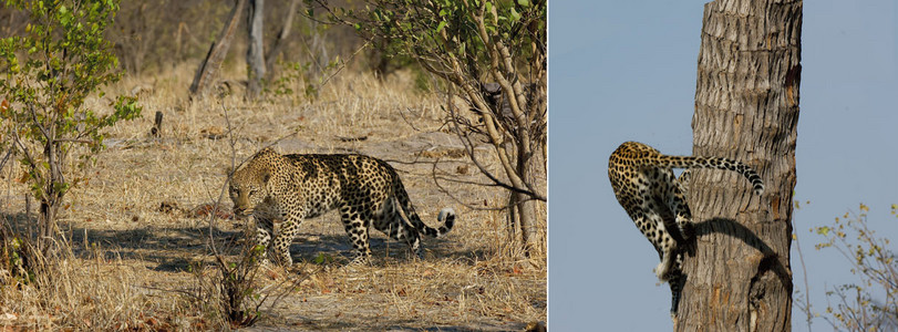 Leopard