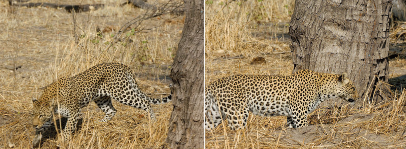Leopard