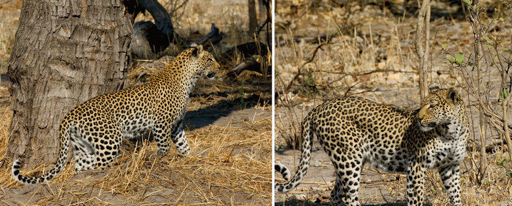 Leopard