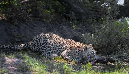 Leopard Drinks