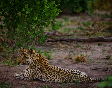 Leopard Waits