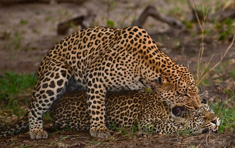 Leopards Copulating