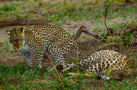Leopards Copulating