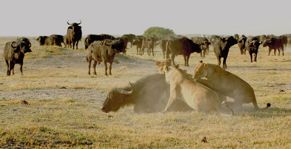 Lioness Vs. Buffalo 11