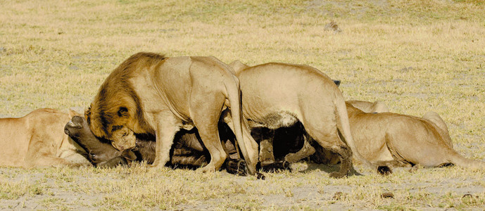 Lioness Vs. Buffalo 16