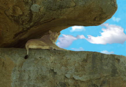 Lioness in Kopje Formation