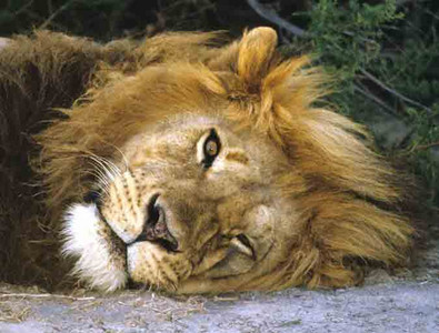 Lion-Sleeping Alpha Male