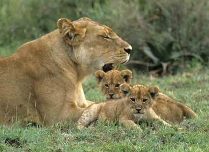 Lion Family