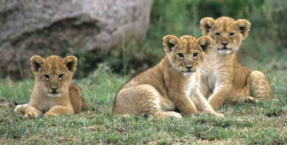 Lion Family