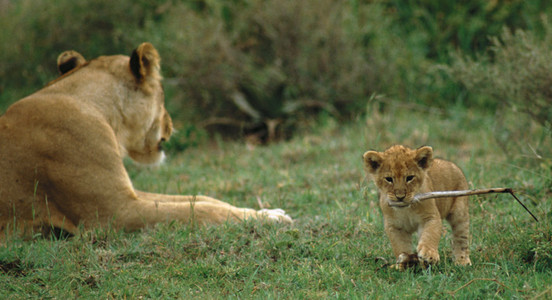 Lion Family