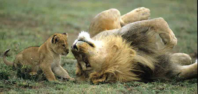 Lion Family