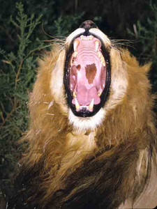 Lion Yawn