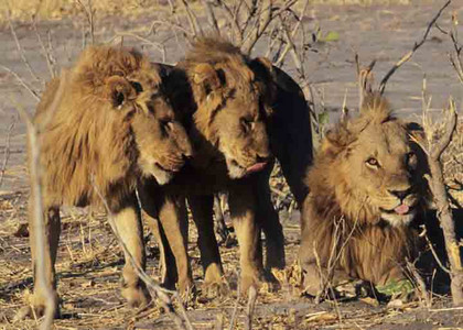 Three Lion Siblings