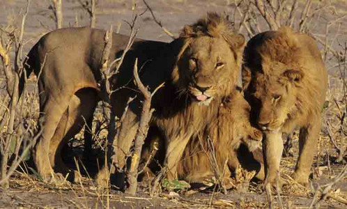 Three Lion Siblings