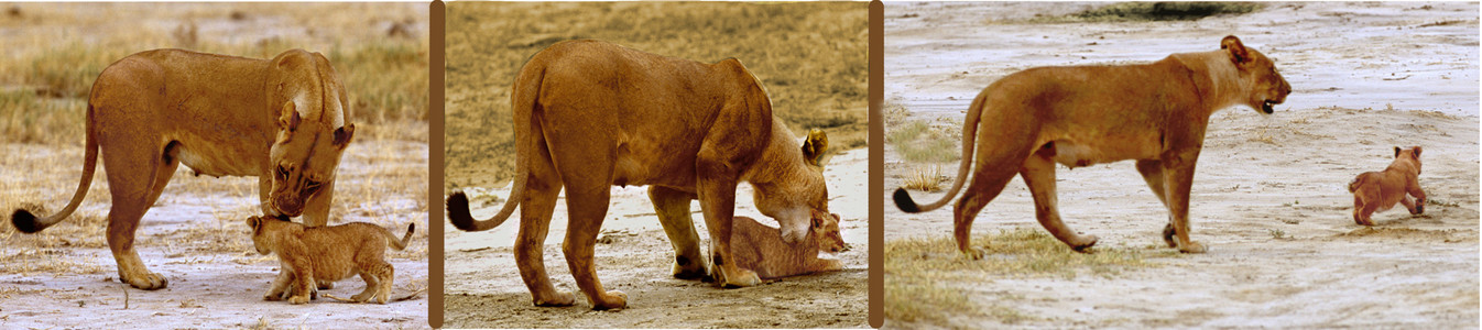 Lioness w/ Her Cub