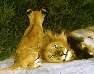 Lion with Cub