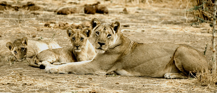 Lion & 2 Cubs