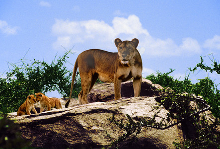 Lioness and Cubs on Kopje