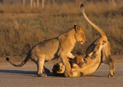 Lion Cubs Playing