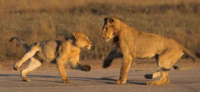 Lion Cubs Playing