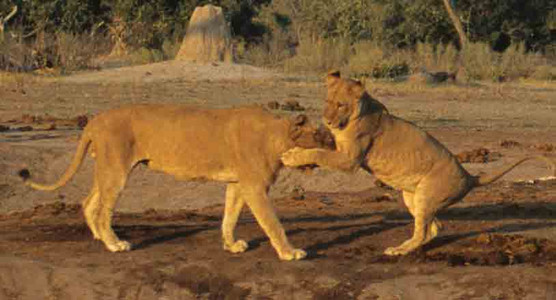 Lion Cubs Playing