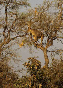 Lioness On Limb