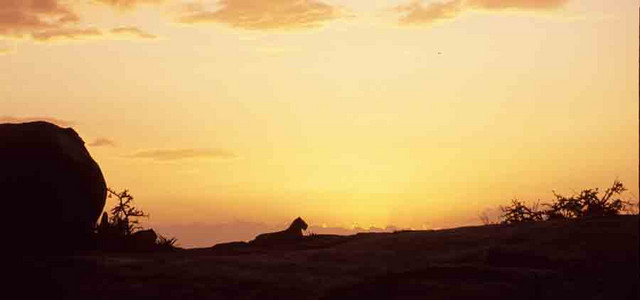 Lioness on Kopje at Sunset