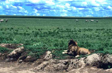 Black Maned Lion on Plains