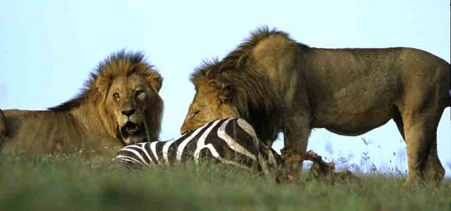 Lions enjoying Zebra