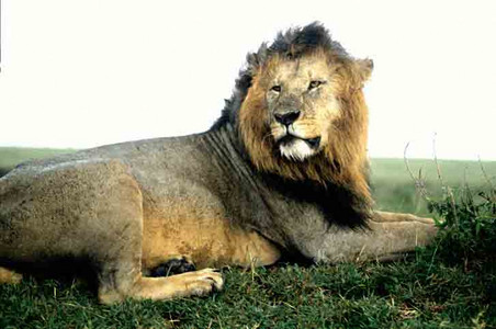 Old Male Lion