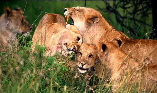 Lionesses Grooming