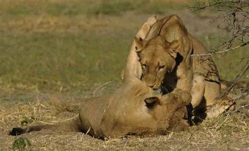 Lionnesses Playing