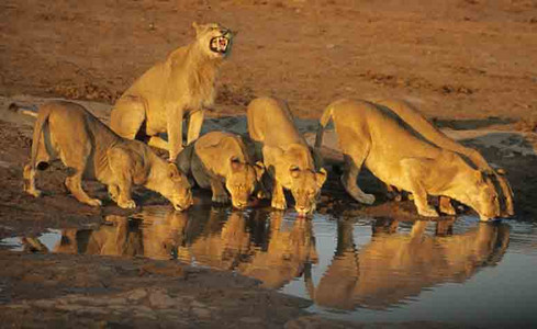 Lions at Water Hole