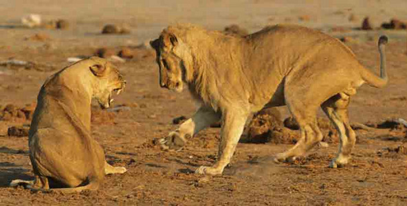 Lions at Water Hole