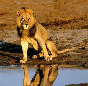 Lions at Water Hole