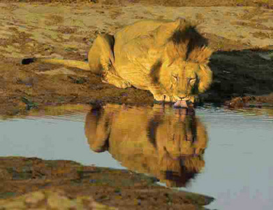 Lions at Water Hole