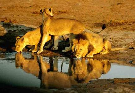 Lions at Water Hole