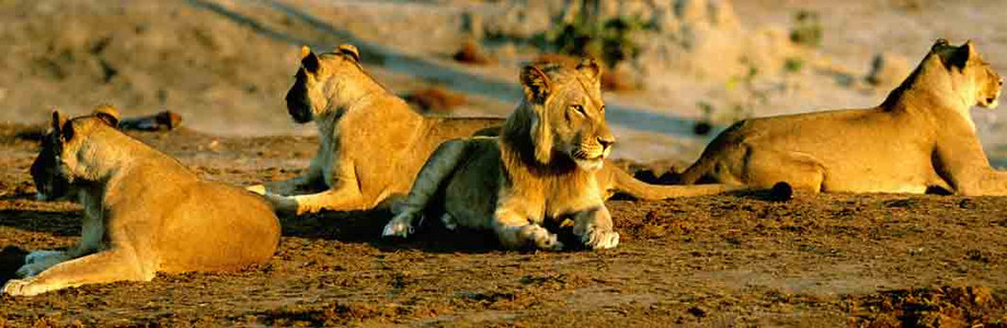 Lions at Water Hole