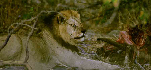 Lion Eating Hartebeest