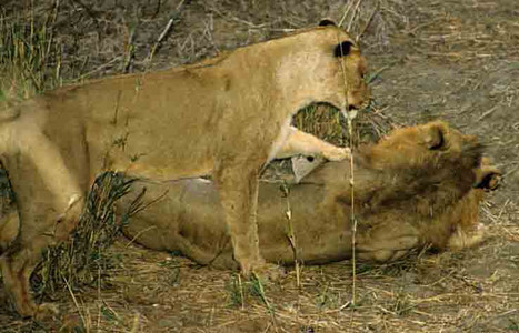 Lioness Waking Lion