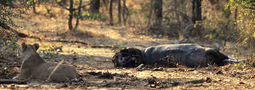 Lioness with Hippo Carcass