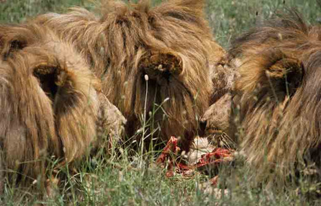 Lions Eating