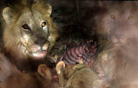 Lions and Cubs Eating (Night)