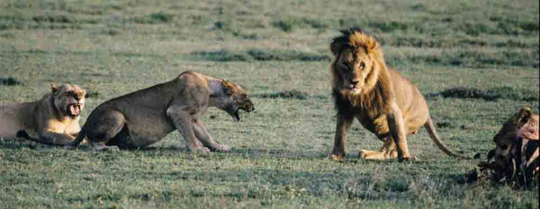 Loness Mad at Lion