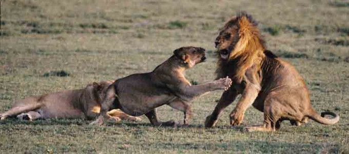 Lioness Mad at Lion