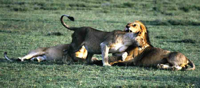 Lioness Mad at Lion