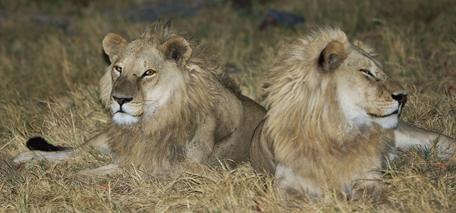 Brown-maned Lions - Night